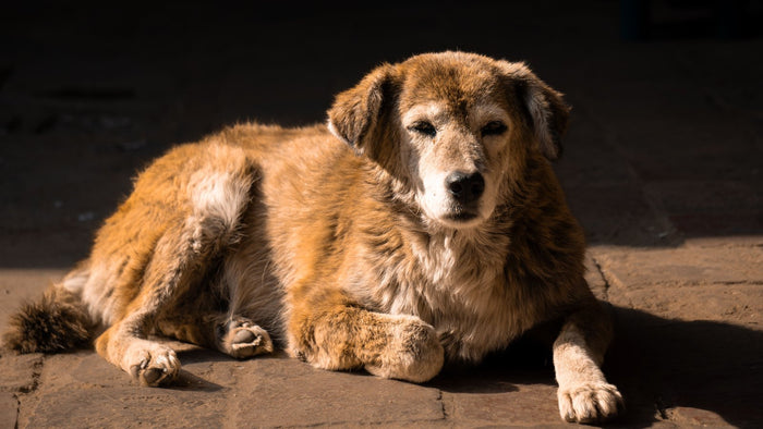 Chien âgé au museau grisonnant, allongé au soleil, le regard doux
