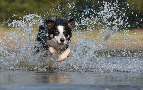 Border Collie noir et blanc plein d'énergie courant dans l'eau en éclaboussant, illustrant la vitalité d'un chien en forme