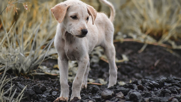 Jeune chiot blanc au corps maigre, debout sur un sol caillouteux, la tête baissée et le regard détourné