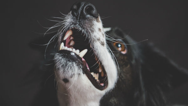 Gros plan sur la gueule ouverte d'un chien noir et blanc laissant voir ses canines et ses gencives, l'inspection qui permet de repérer le tartre
