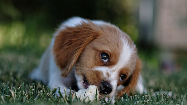 Jeune chiot blanc et roux allongé dans l'herbe, mordillant un morceau de pain