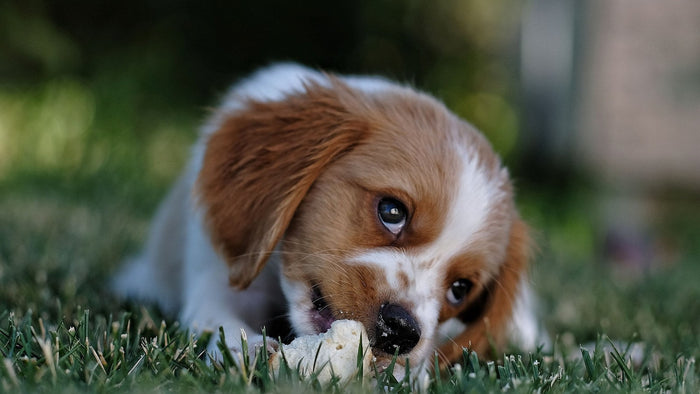 Jeune chiot blanc et roux allongé dans l'herbe, mordillant un morceau de pain