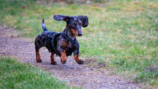 Teckel en promenade sur un chemin, illustrant un chien sujet aux troubles digestifs