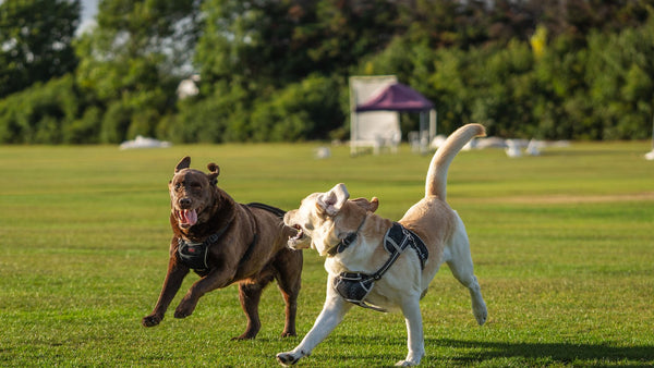 Deux labradors adultes courent côte à côte sur une pelouse, harnais sur le dos