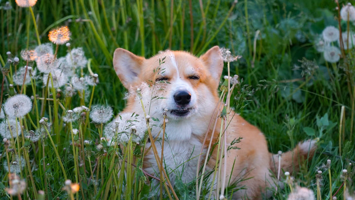 Chien corgi roux et blanc allongé dans l'herbe haute parmi des pissenlits