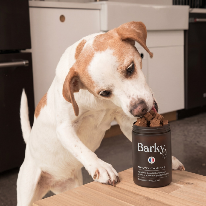 Lifestyle beagle cuisine bouchee