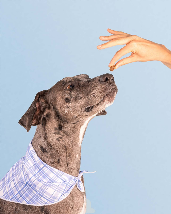 Lifestyle cane corso foulard