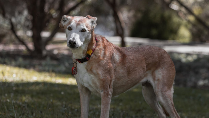 Chien senior au museau grisonnant debout dans un parc ensoleillé, illustration du calendrier de vieillissement selon la race
