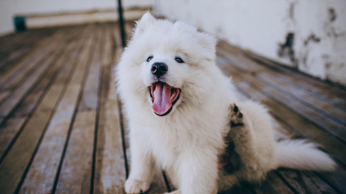 Chien blanc au poil épais assis sur une terrasse en bois, en train de se gratter la patte arrière