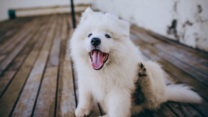 Chien blanc au poil épais assis sur une terrasse en bois, en train de se gratter la patte arrière