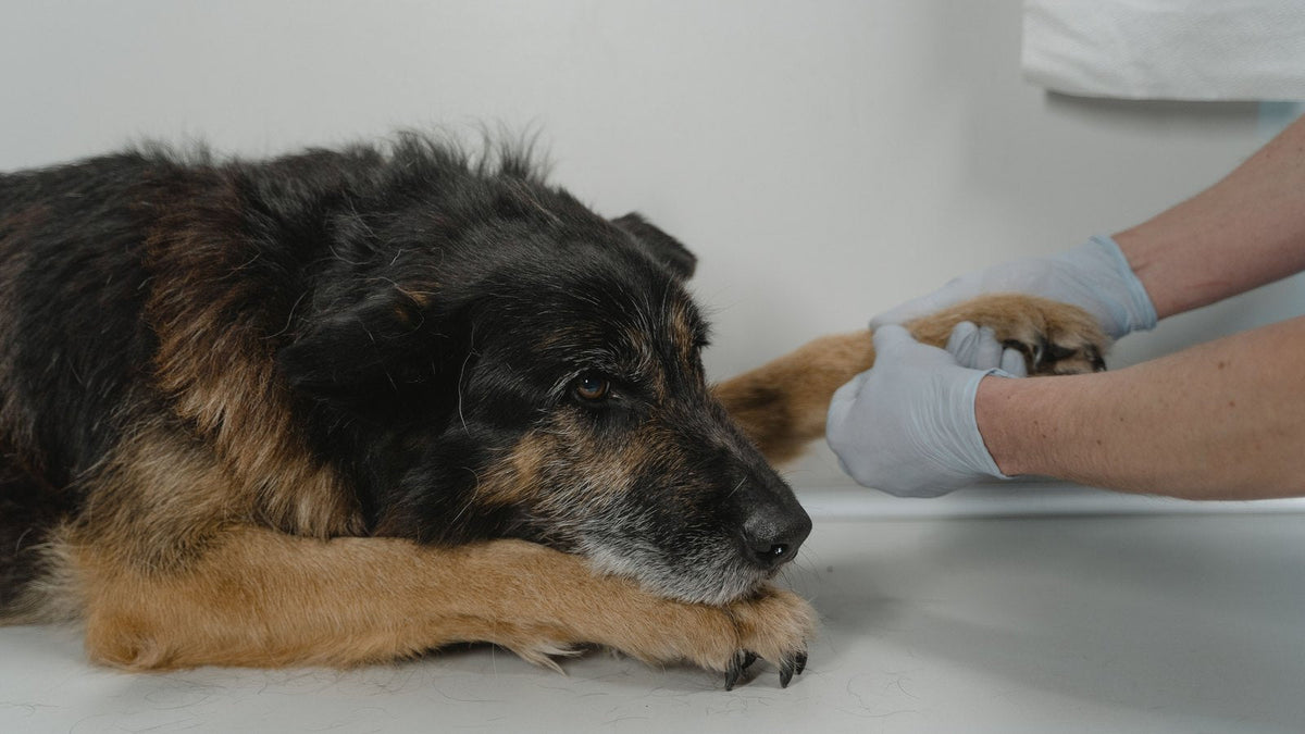 Chien senior allongé sur une table de consultation, un vétérinaire lui examine la patte avant