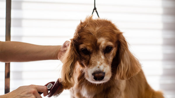 Brossage d'un cocker spaniel roux en période de mue chez le toiletteur