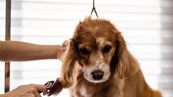 Brossage d'un cocker spaniel roux en période de mue chez le toiletteur