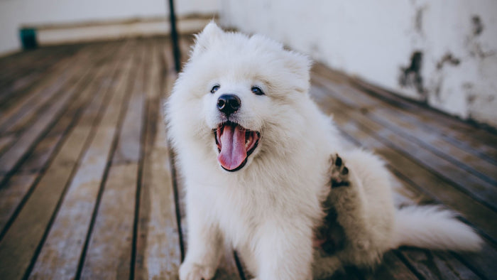 Chiot samoyède blanc qui se gratte avec la patte arrière, assis sur une terrasse en bois