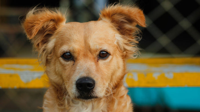Portrait d'un chien roux aux oreilles tombantes et poilues, assis devant une clôture