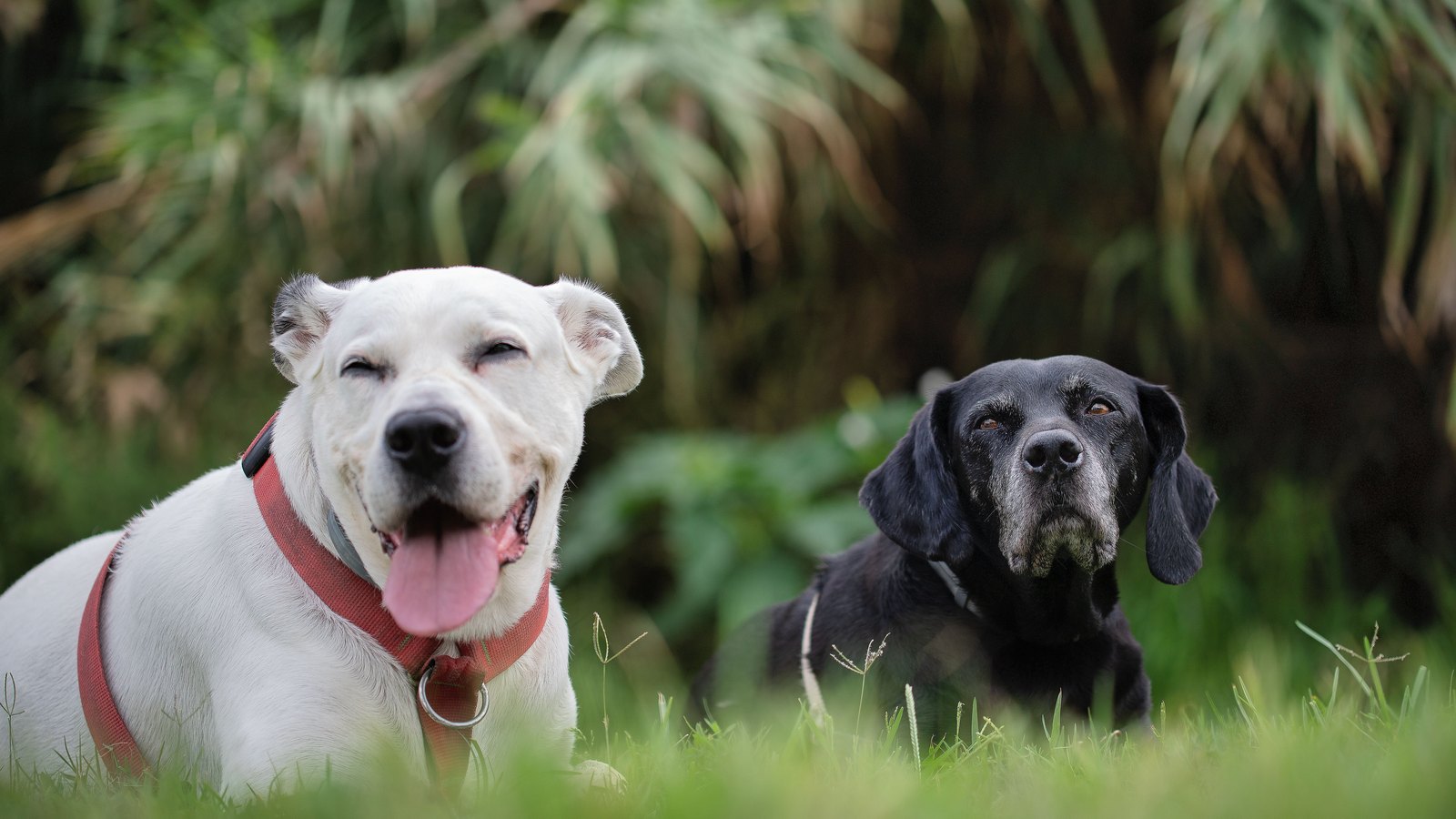Un chien senior au museau grisonnant allongé dans l'herbe à côté d'un chien plus jeune