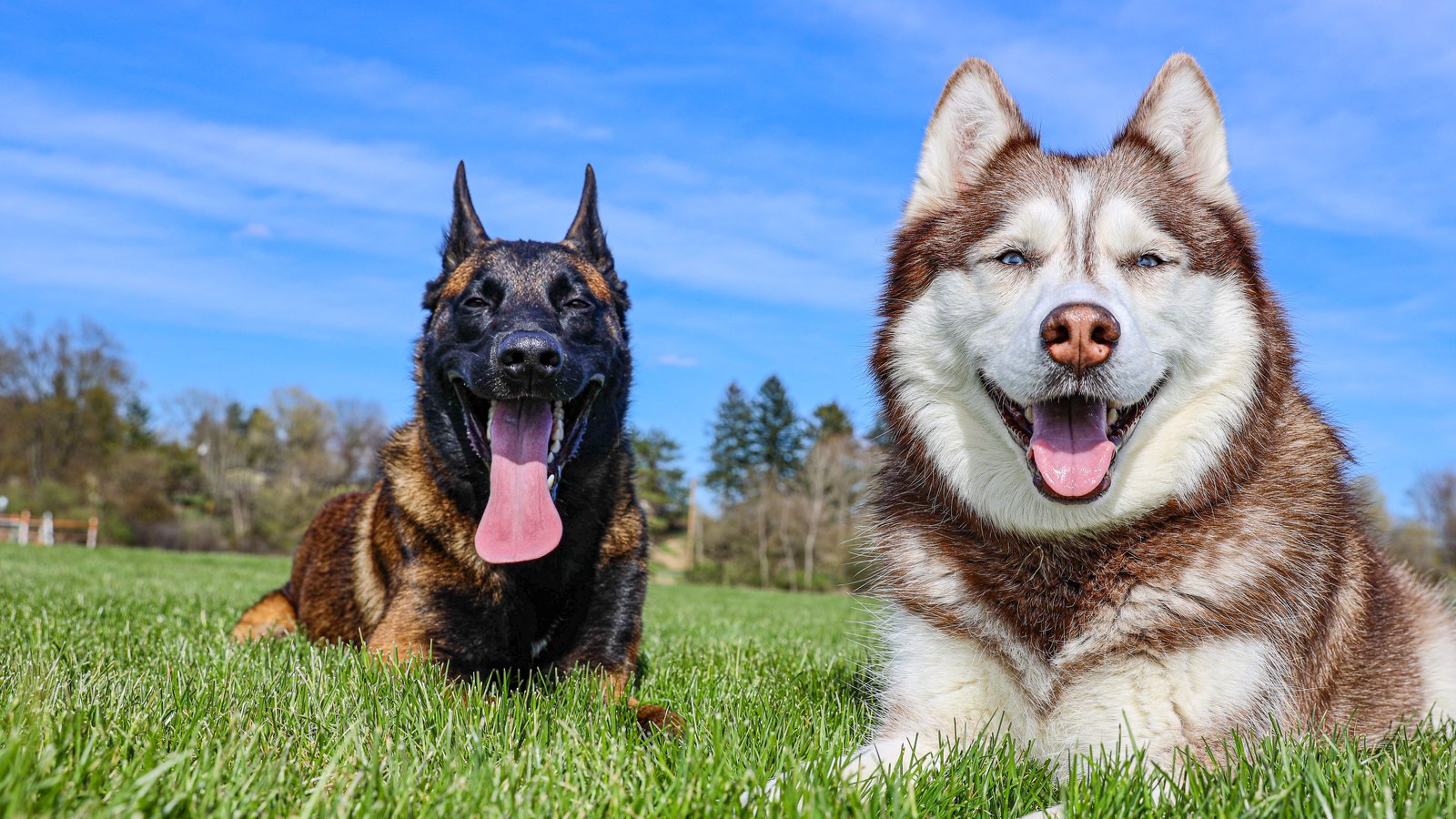 Deux chiens adultes en bonne santé, un berger belge malinois et un husky, allongés dans l'herbe au soleil