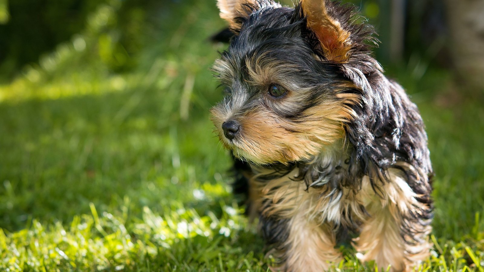 Chiot Yorkshire terrier au poil long noir et feu, debout dans l'herbe au soleil