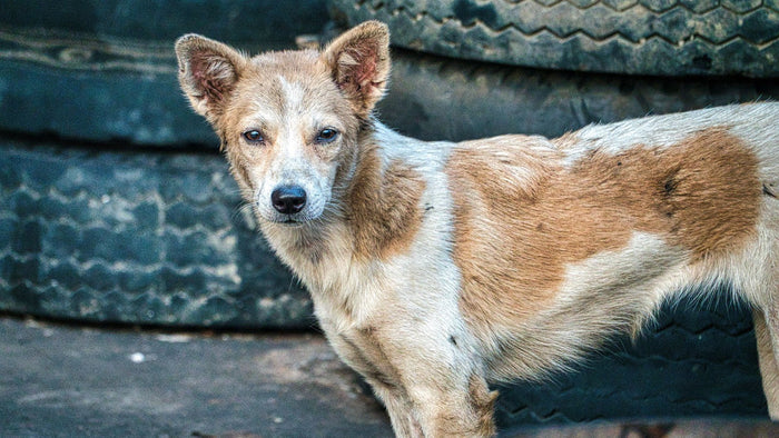 Chien maigre au pelage fauve et blanc, corps aminci et côtes marquées, debout devant des pneus