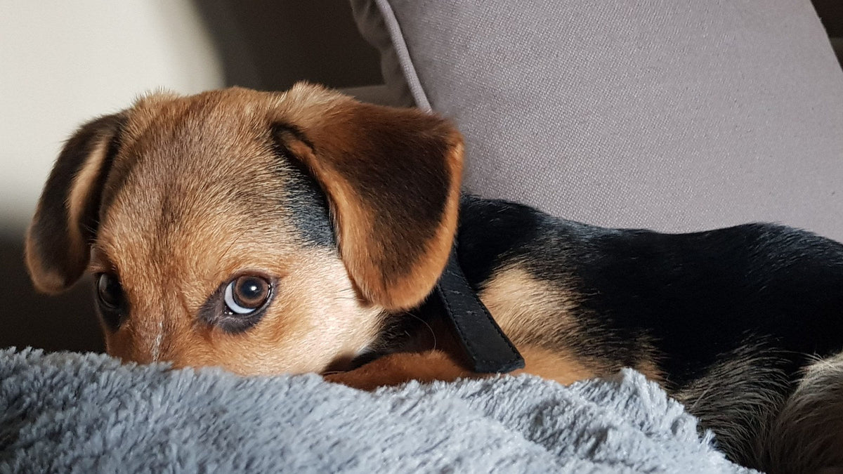 Jeune chien fauve et noir blotti contre une couverture grise sur un canapé, tête baissée et regard inquiet, attitude typique d'un chien anxieux