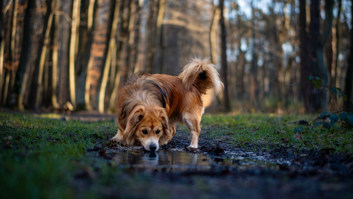 Chien roux buvant dans une flaque d'eau en forêt, illustration de l'article sur le chien qui boit beaucoup