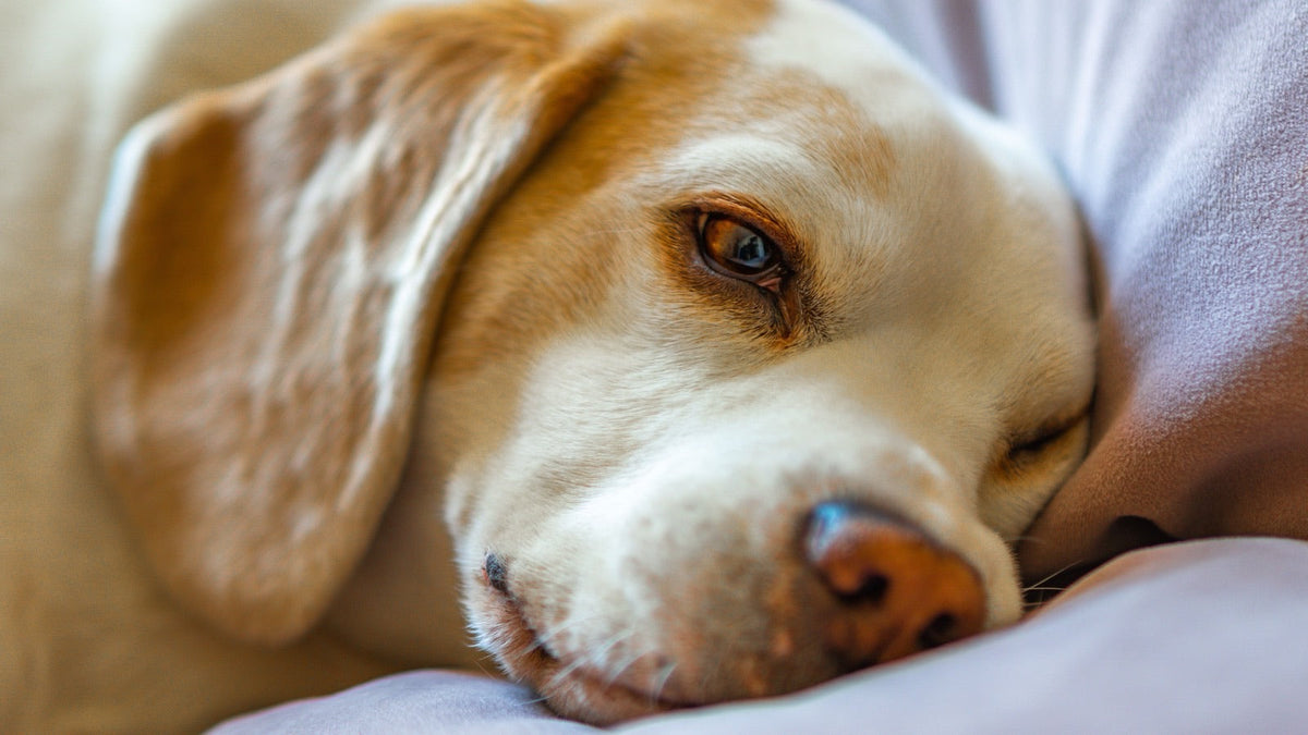 Chien beige et roux couché sur un coussin, l'air abattu, symptôme possible de constipation