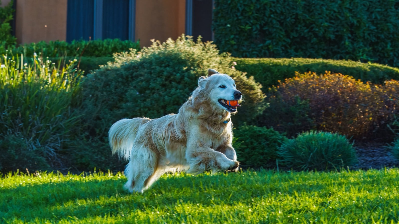 Chien golden retriever qui court dans un jardin avec une balle, illustrant la vitalité et de bonnes défenses immunitaires