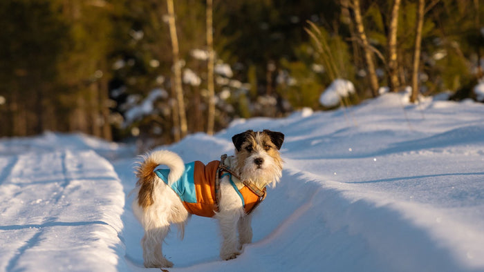 Chien protégé du froid en hiver avec un manteau lors d'une balade dans la neige