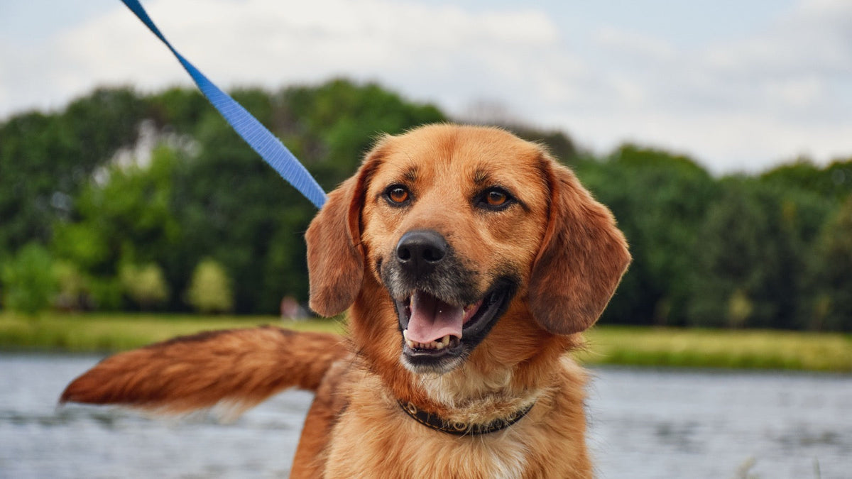 chien qui marche en laisse détendue au pied