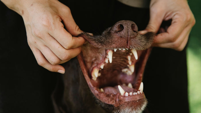 Mains d'une personne écartant les babines d'un chien brun pour inspecter ses dents et ses gencives, le geste à faire face à une mauvaise haleine