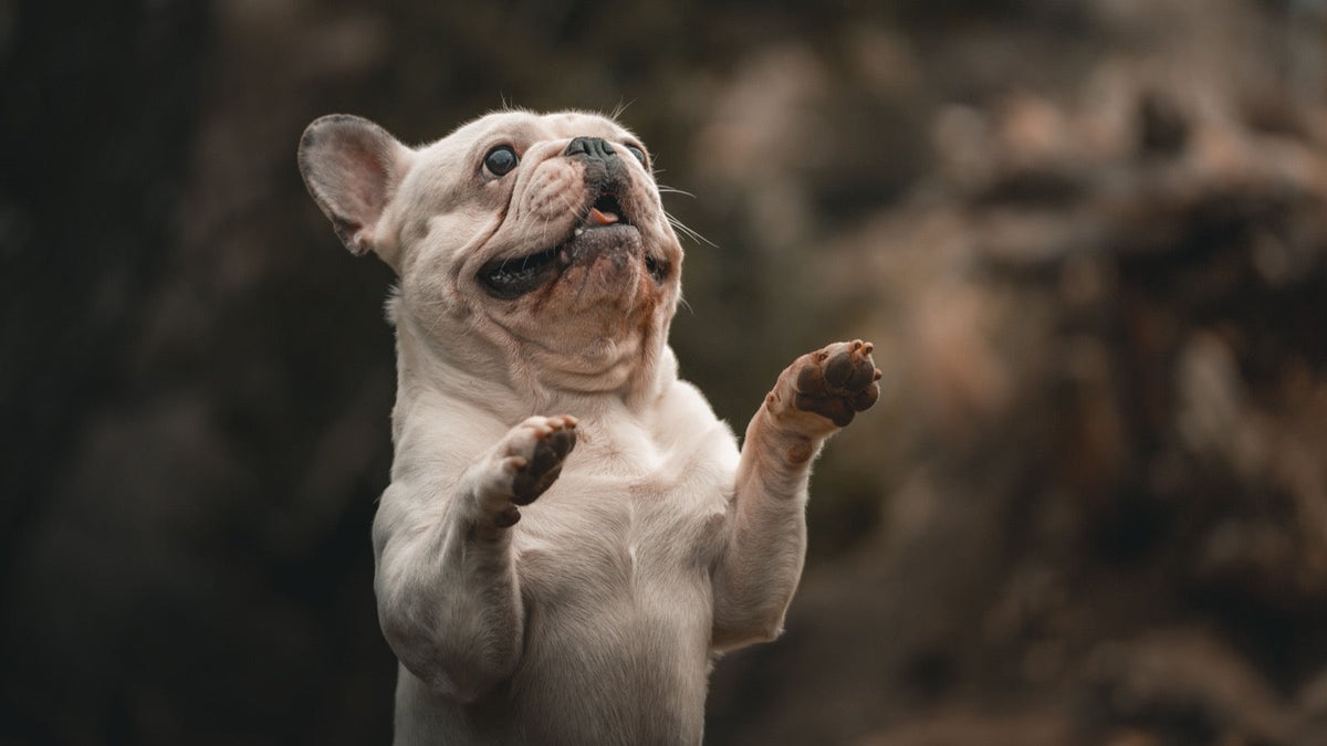 Bouledogue français crème dressé sur ses pattes arrière, museau levé et oreilles dressées, attentif à un son en extérieur