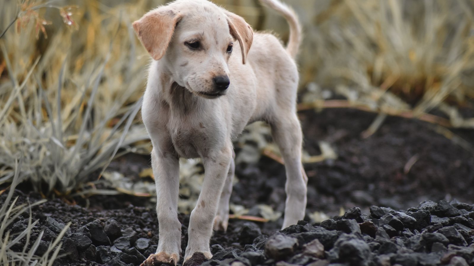 Jeune chiot blanc au corps maigre, debout sur un sol caillouteux, la tête baissée et le regard détourné