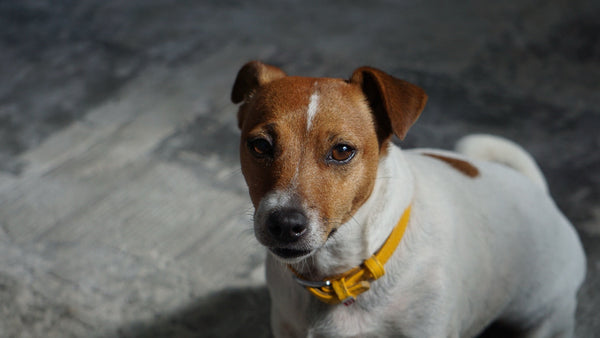 chien au poil court et brillant assis, regardant l'objectif