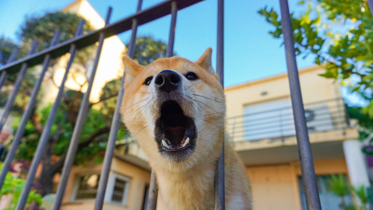 Chien de type Shiba qui aboie derrière la grille d'un jardin, gueule ouverte
