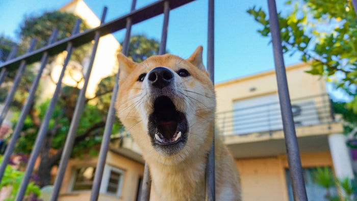 Chien de type Shiba qui aboie derrière la grille d'un jardin, gueule ouverte