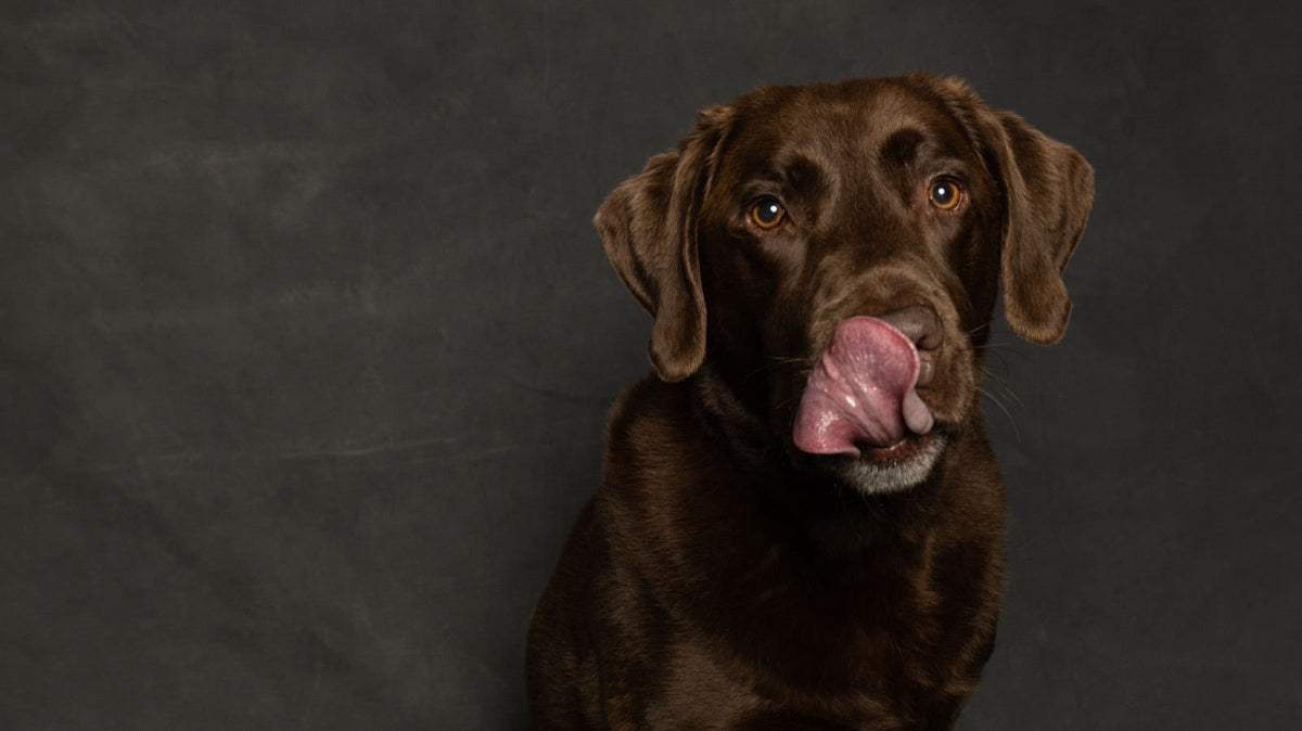 Labrador chocolat qui se lèche les babines, langue sortie, sur fond sombre