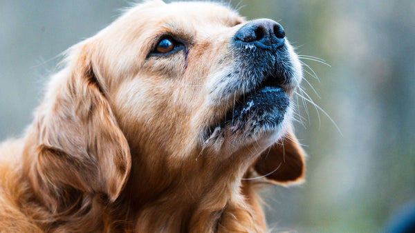 Portrait d'un golden retriever âgé au museau grisonnant, race prédisposée aux boiteries et aux troubles articulaires