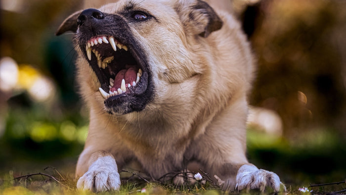 Chien couché dans l'herbe qui grogne babines retroussées, oreilles plaquées en arrière