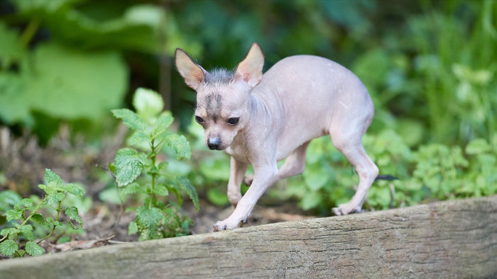Petit chien au pelage très clairsemé marchant dans un jardin, illustrant une perte de poils importante