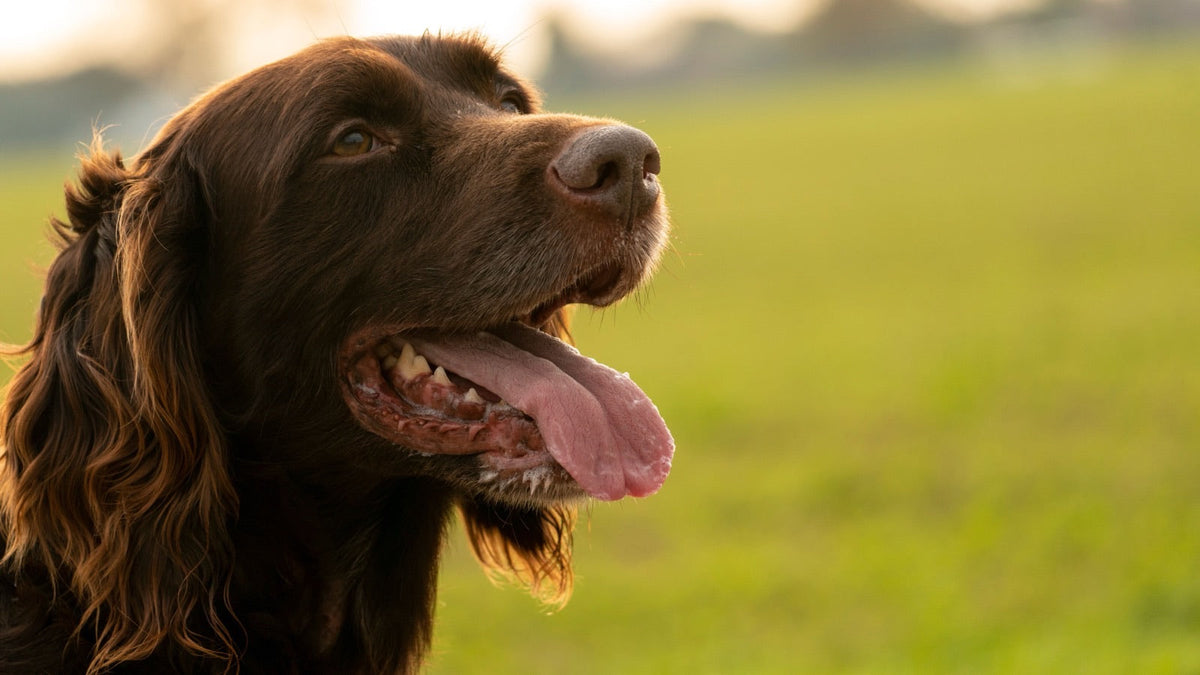 Chien de chasse marron haletant langue sortie dans un pré, museau levé