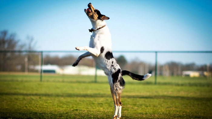 chien qui saute en l'air pour attraper une balle dans un parc