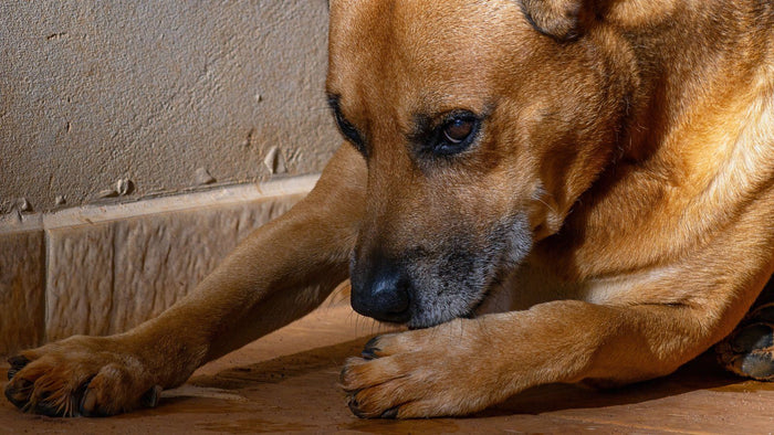 Chien fauve couché au sol qui lèche et mordille sa patte avant