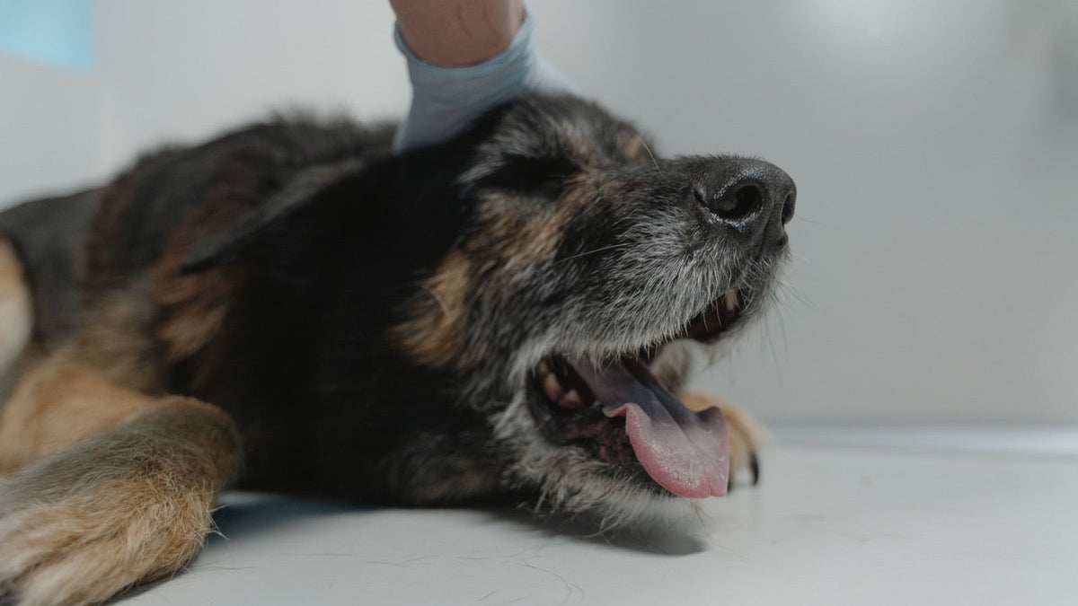 Chien couché sur une table de consultation vétérinaire, gueule ouverte pendant une quinte de toux