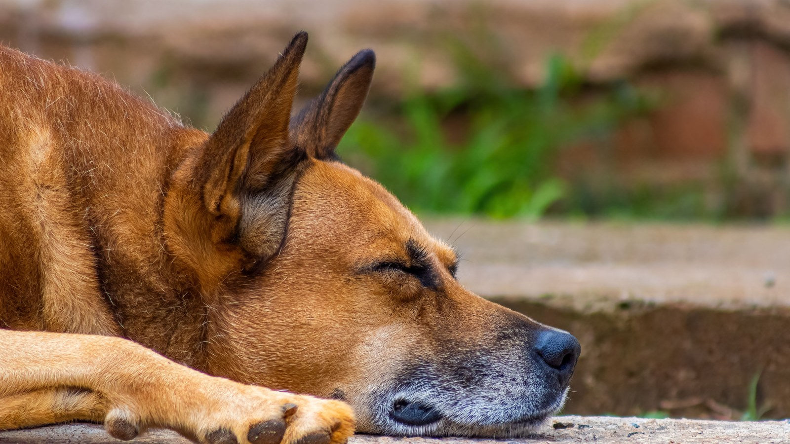 Chien senior au museau grisonnant, endormi paisiblement sur le sol au soleil