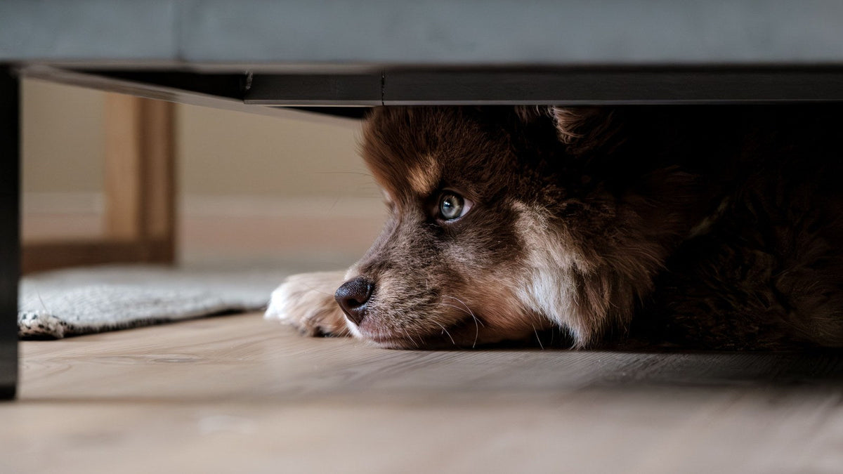 Chien anxieux au poil brun caché sous un meuble, tête posée au sol et regard fuyant, un signe fréquent de stress chez le chien