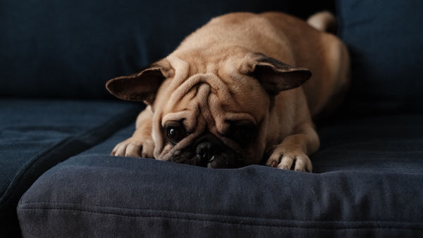 Carlin couché sur un canapé sombre, museau posé sur le coussin et regard bas
