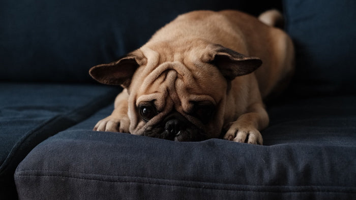 Carlin couché sur un canapé sombre, museau posé sur le coussin et regard bas