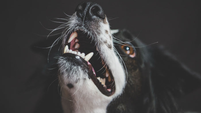 Gros plan sur la gueule ouverte d'un chien noir et blanc laissant voir ses canines et ses gencives, l'inspection qui permet de repérer le tartre
