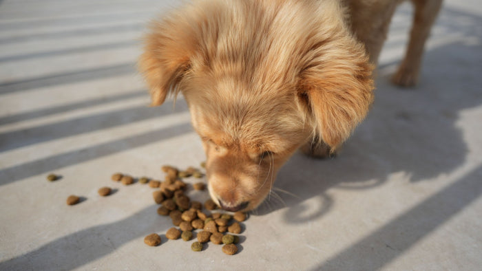 Jeune chien roux mangeant des croquettes sèches posées au sol au soleil