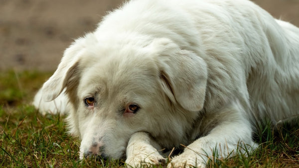 Chiot blanc couché dans l'herbe, tête posée sur les pattes, l'air fatigué